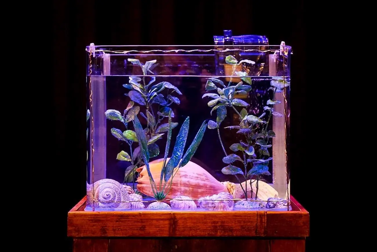 A square fish tank filled with water and containing shells and plants